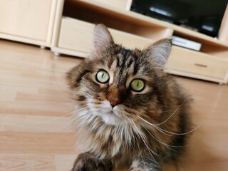 Maine Coon mit aufmerksamen Blick, 