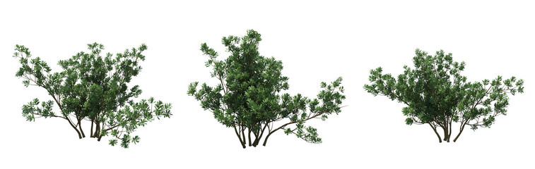 Obraz premium bush isolate on a transparent background, 3D illustration, cg render