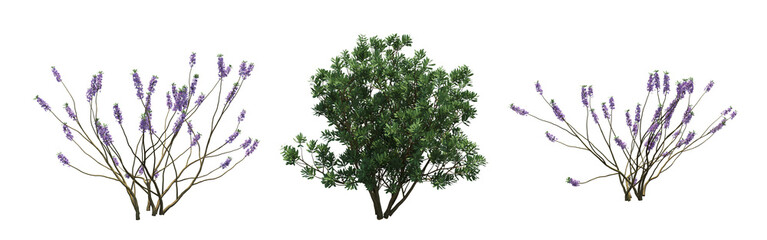 bush isolate on a transparent background, 3D illustration, cg render