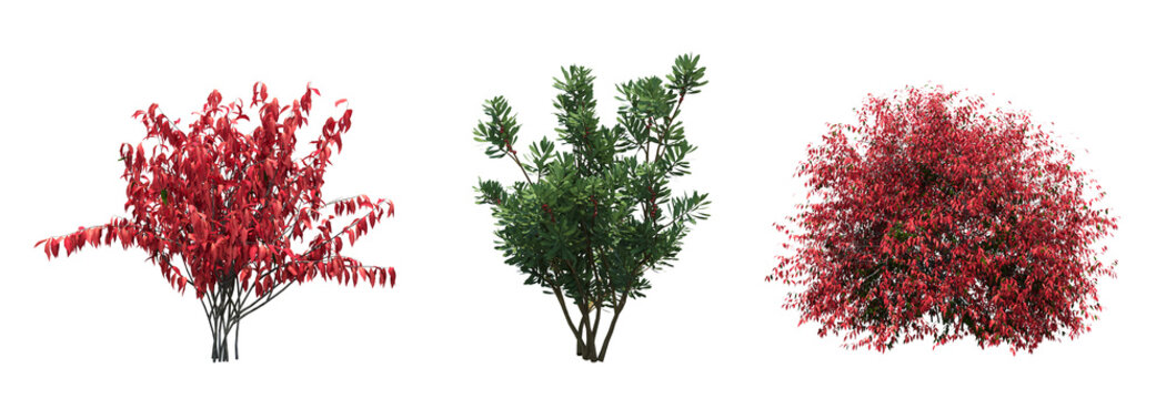 bush isolate on a transparent background, 3D illustration, cg render