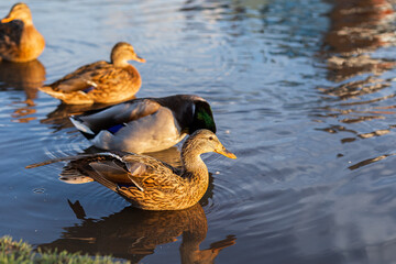 A family of mandarin ducks swims on a clear lake