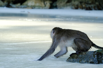 Wild macaque monkey or macaque try to catch fish or crab at sea