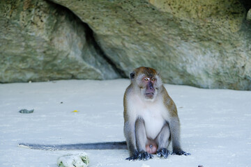 Macaque Monkey at the beach at Thailand