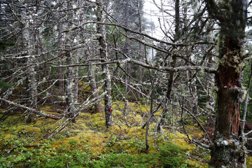 Typical vegetation of Central Grove Provincial park, Canada