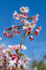 Pink and white blossom against a bright blue sky