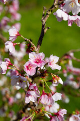 Pink and white blossom against a green grass background