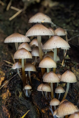Mushroom on the stump