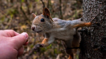 Man feeding a squirrel on a tree with nuts