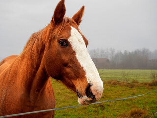 Naklejka na ściany i meble horse outdoor on a countryside field