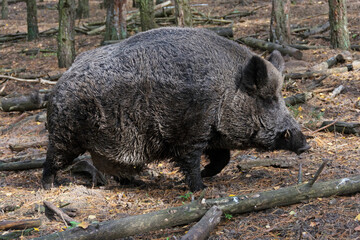 Naklejka na ściany i meble Wildschwein im Wald