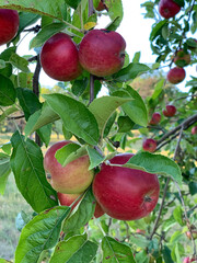 Ripe red green apples hang on the branches of an apple tree among green leaves. Vertical photo