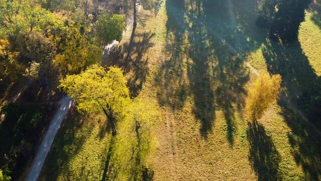 Flying over meadow with fallen leaves, trees with bright yellow leaves and shadows, dirt paths, lake, white columns and people walking in public park on sunny autumn day. Autumn bright sunny landscape