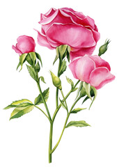 Obraz premium Pink rose flowers, buds and leaves on a white background, watercolor floral elements,