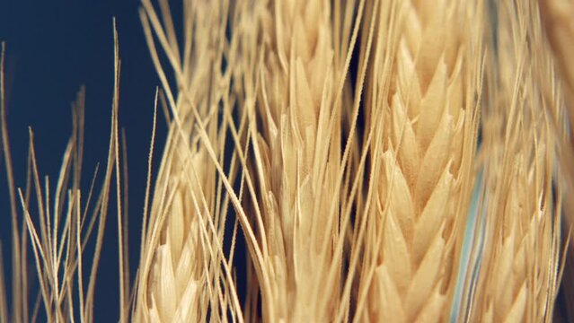 Static closeup shot of wheat with lots of pattern and texture. Sunlight changing, dark background. 