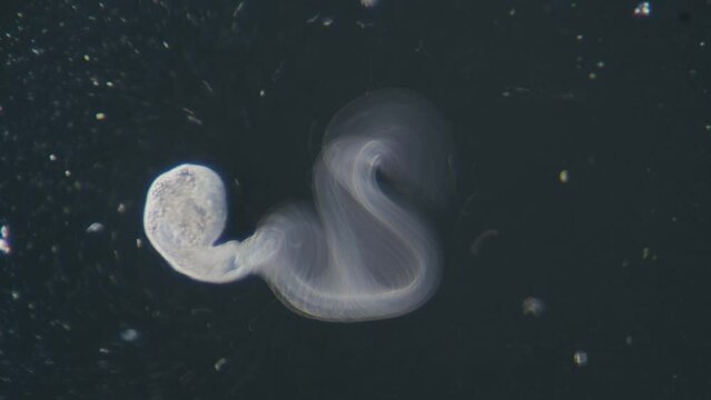 Trematode parasitic worm is escaping leaving parent body microscopical dark field view