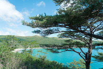 pine trees on the island