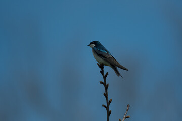 Tiny Tree Swallow perched at the top of a tree branch