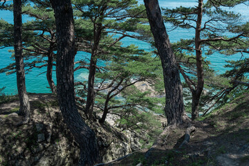 Fototapeta premium pine trees on the island