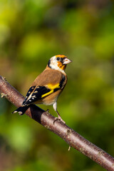 Goldfinch (Carduelis carduelis) bird perched on a shrub branch which is a common garden songbird bird found in the UK and Europe, portrait stock photo image