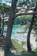 pine trees on the island