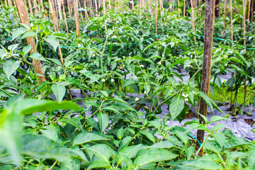 Green Chili Peppers (Capsicum annuum) Cultivated in Rural Farming Area