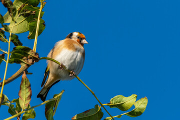 Goldfinch (Carduelis carduelis) bird perched on a shrub branch which is a common garden songbird bird found in the UK and Europe, portrait stock photo image