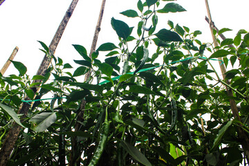 Green Chili Peppers (Capsicum annuum) Cultivated in Rural Farming Area. Bottom View