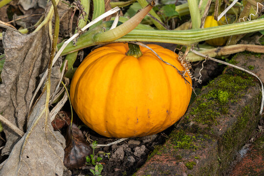 Cucurbita pepo 'Orangita' an orange winter vegetable squash ready for Halloween, stock photo image