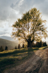 high mountains, big tree, sunset