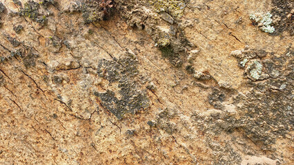 old tree bark texture for background