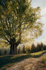 Fototapeta premium high mountains, big tree, sunset