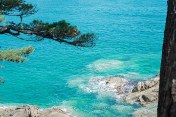 pine trees on the island