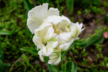Close up of one large delicate white tulip in full bloom in a sunny spring garden, beautiful outdoor floral background photographed with selective focus.