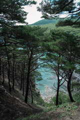 Obraz premium pine trees on the island