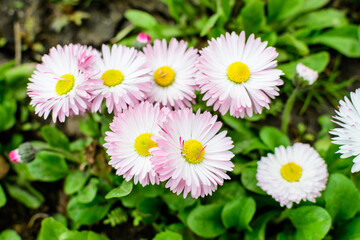 Fototapeta premium Delicate white and pink Daisies or Bellis perennis flowers in direct sunlight, in a sunny spring garden, beautiful outdoor floral background.