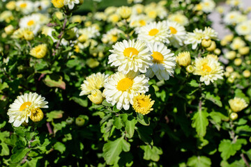 Fototapeta premium Many vivid yellow and white Chrysanthemum x morifolium flowers and small green blooms in a garden in a sunny autumn day, beautiful colorful outdoor background photographed with soft focus.