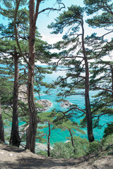 pine trees on the island
