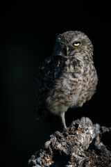  Cute Burrowing owl (Athene cunicularia) sitting on a branch. at dusk. Burrowing Owl alert on post. Dark background.                                                 