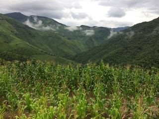 Fototapeta na wymiar rice field in the mountains and sky