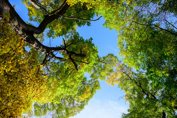 Fototapeta premium Landscape with many large green, yellow and orange trees near the lake in Herastrau Park in Bucharest, Romania, in a sunny autumn day.