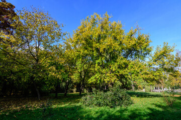 Fototapeta na wymiar Landscape with green and yellow old large chestnut and oak trees and grass in a sunny autumn day in Parcul Carol (Carol Park) in Bucharest, Romania .