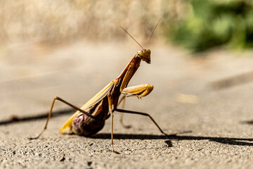 A beautiful praying mantis that basks in the sun and pretends to be invisible