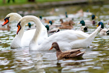 swans in the park on the lake with ducks