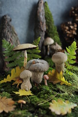 Forest mushroom in a clearing among the green moss. Mushroom picking. Fungi photo. Composition of plants and forest materials.