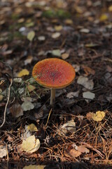 Amanita in a pine forest among tree needles. Red mushroom in the woods. Nature photo.