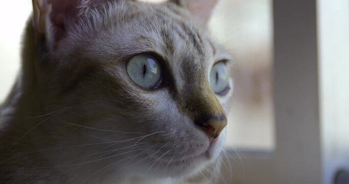Close up of tabby cat staring at something inside the house.