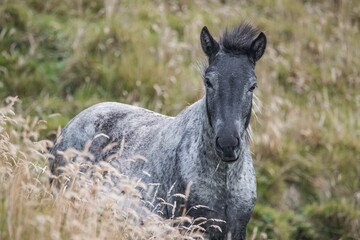 Grey Icelandic horse, Equus ferus caballus in nature in Iceland