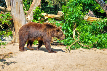 The Kamchatka brown bear or Ursus arctos piscator. Closeup of kamchatka brown bear. A big bear...