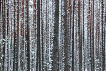 Winter scene in Latvia forest