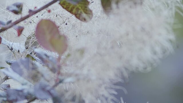Cotinus smoke tree smokebush blossom branch close up focus ramp